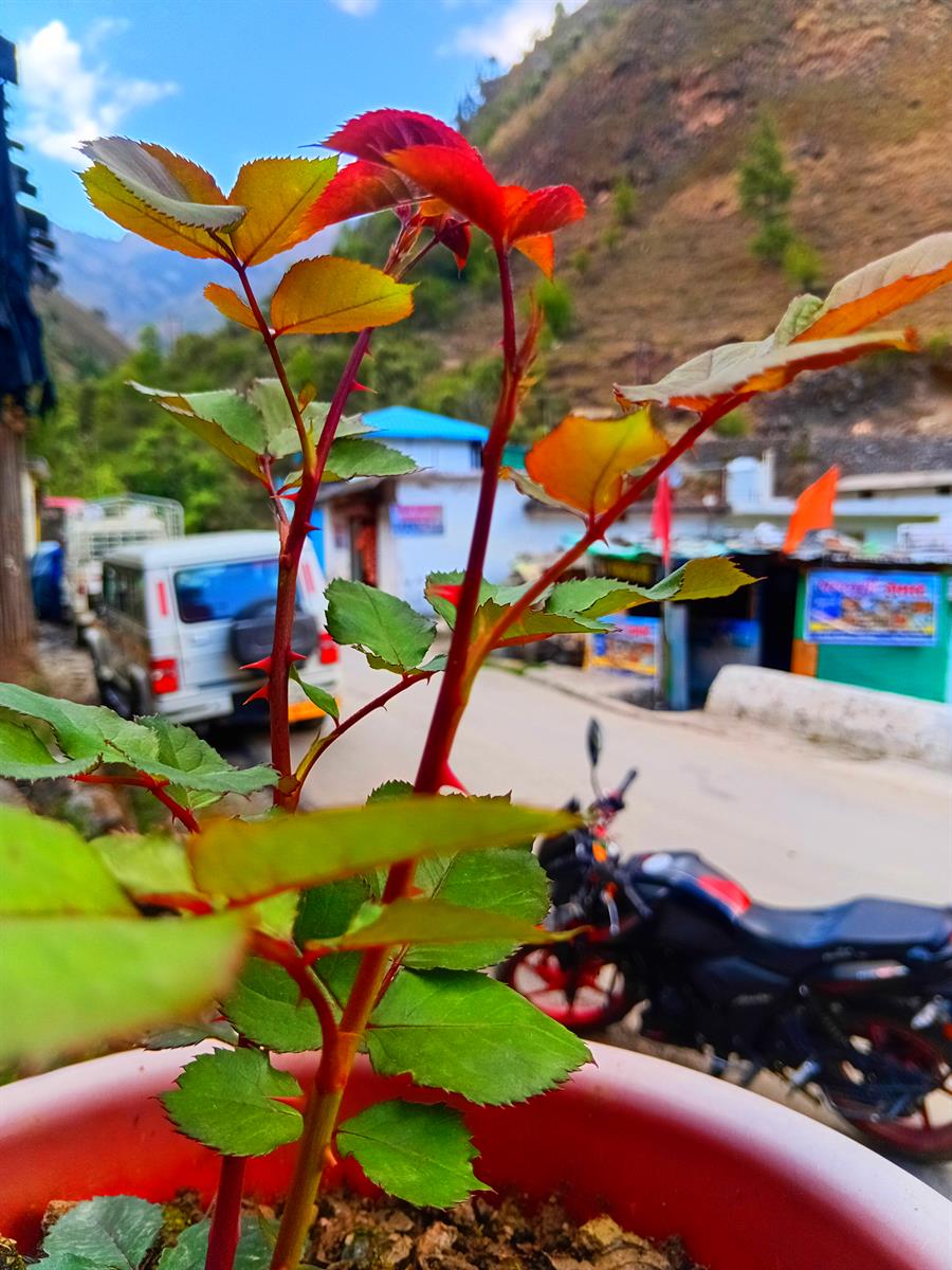 Local attractions around Aastha Homestay Chakrata